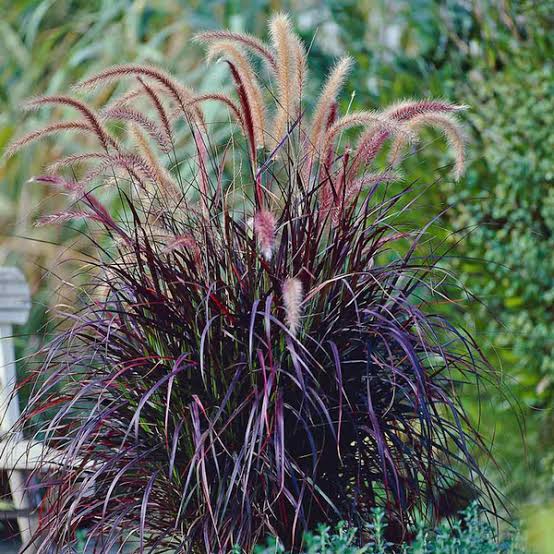 Pennisetum Rubrum - 140mm