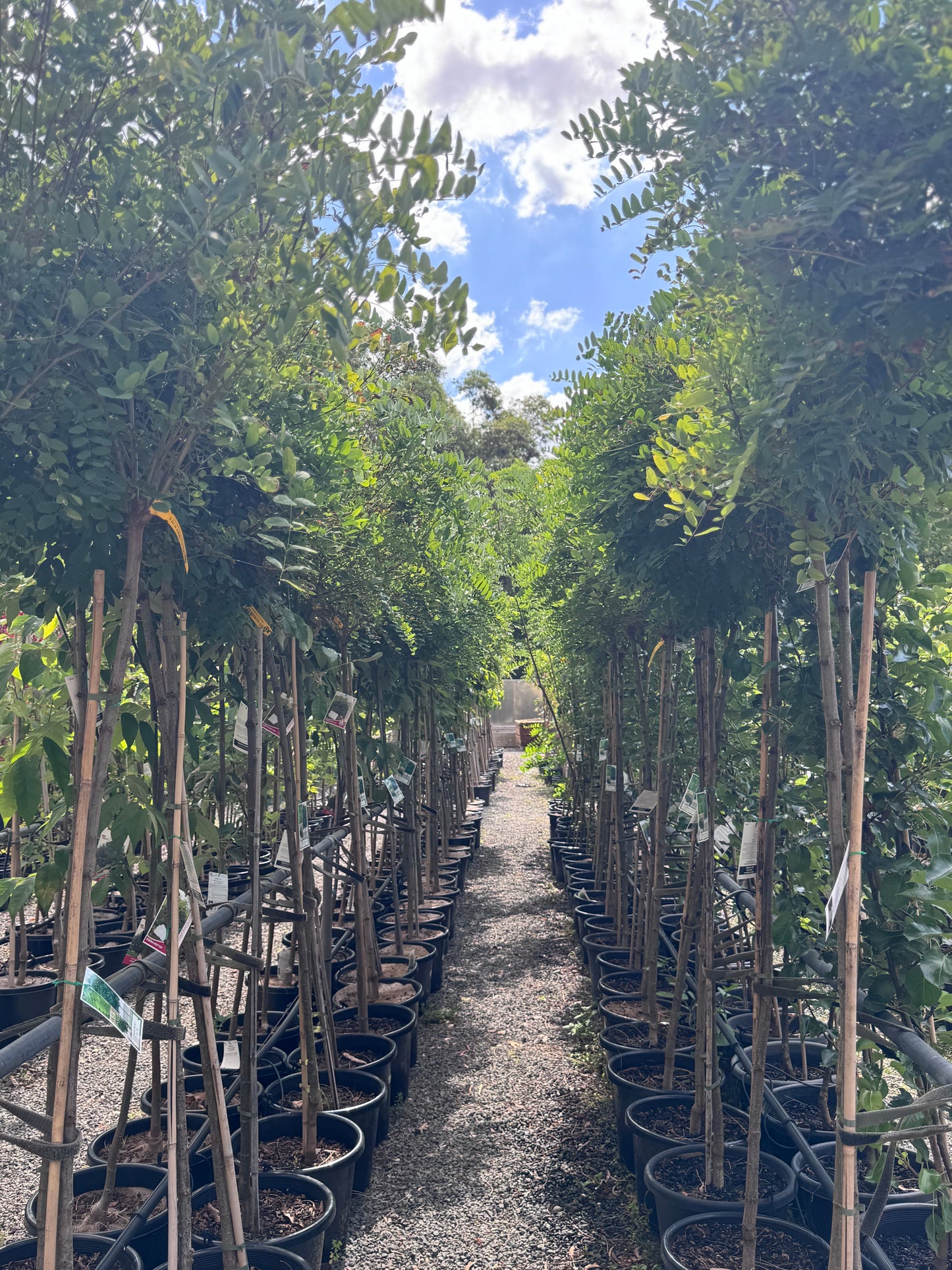 Robinia Mop Top 400mm