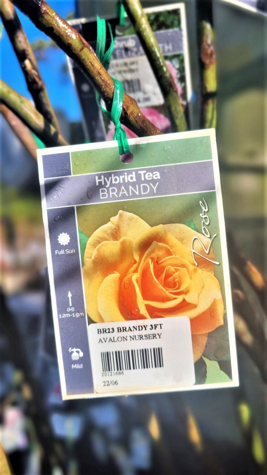 BR 3FT STANDARD ROSE BRANDY HYBRID TEA