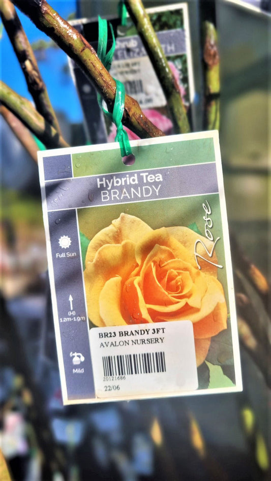 BR 3FT STANDARD ROSE BRANDY HYBRID TEA