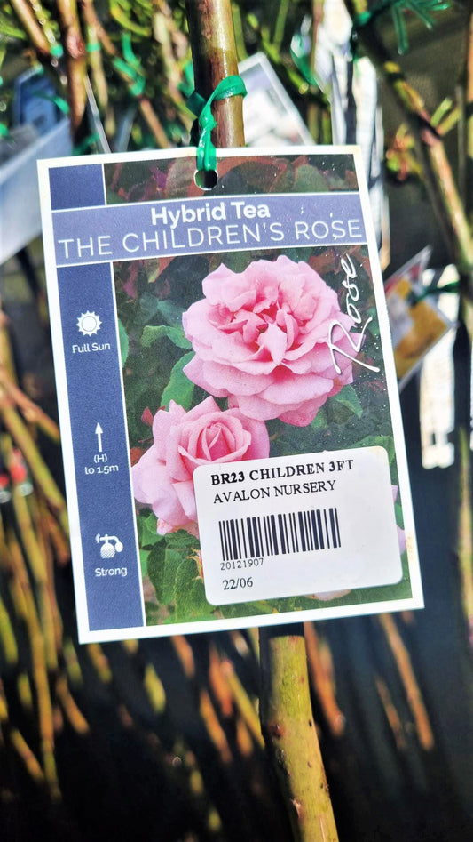 BR 3FT STANDARD ROSE THE CHILDRENS ROSE HYBRID TEA