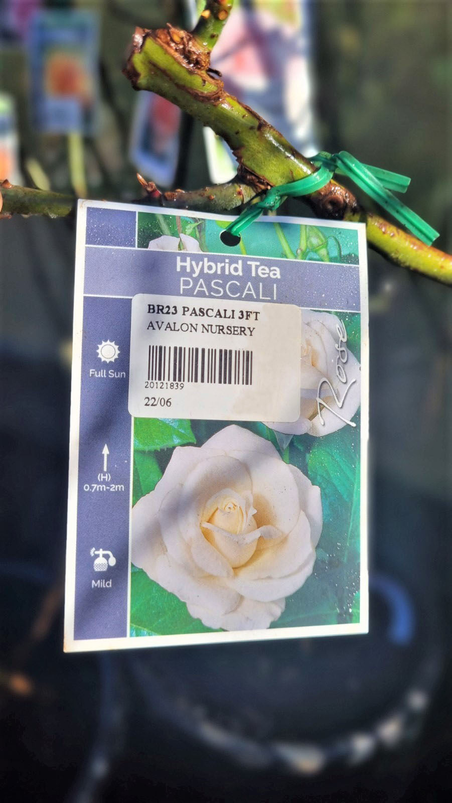 BR 3FT STANDARD ROSE PASCALI HYBRID TEA