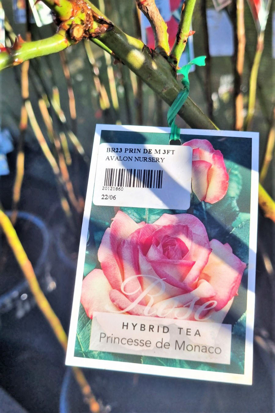 BR 3FT STANDARD ROSE PRINCESSE DE MONACO HYBRID TEA