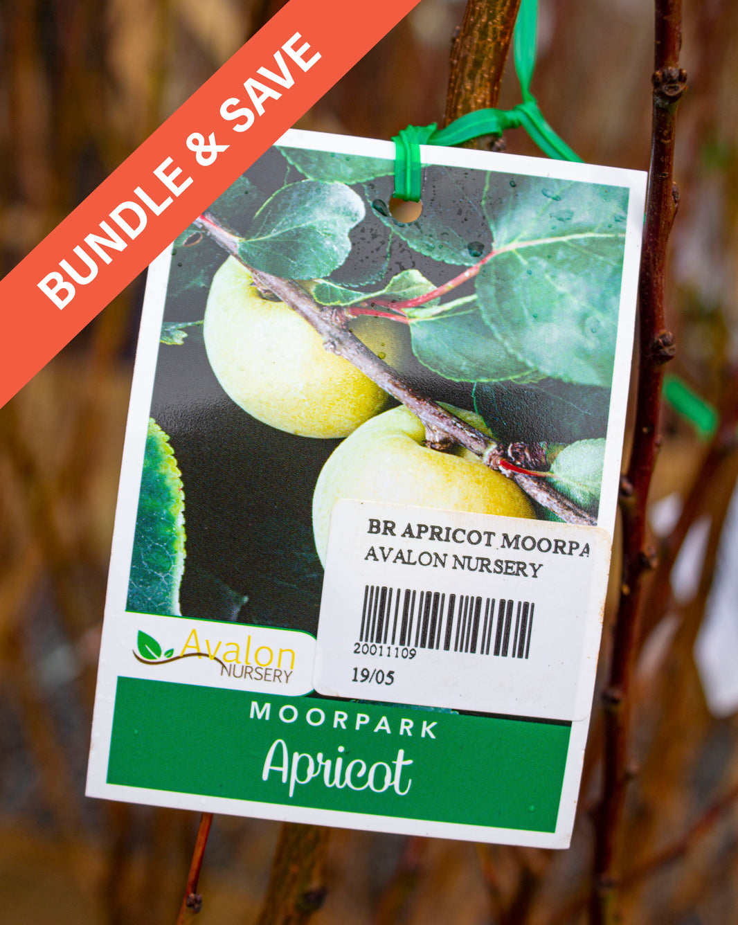 34 BARE ROOT FRUIT TREE BUNDLE Avalon Nursery