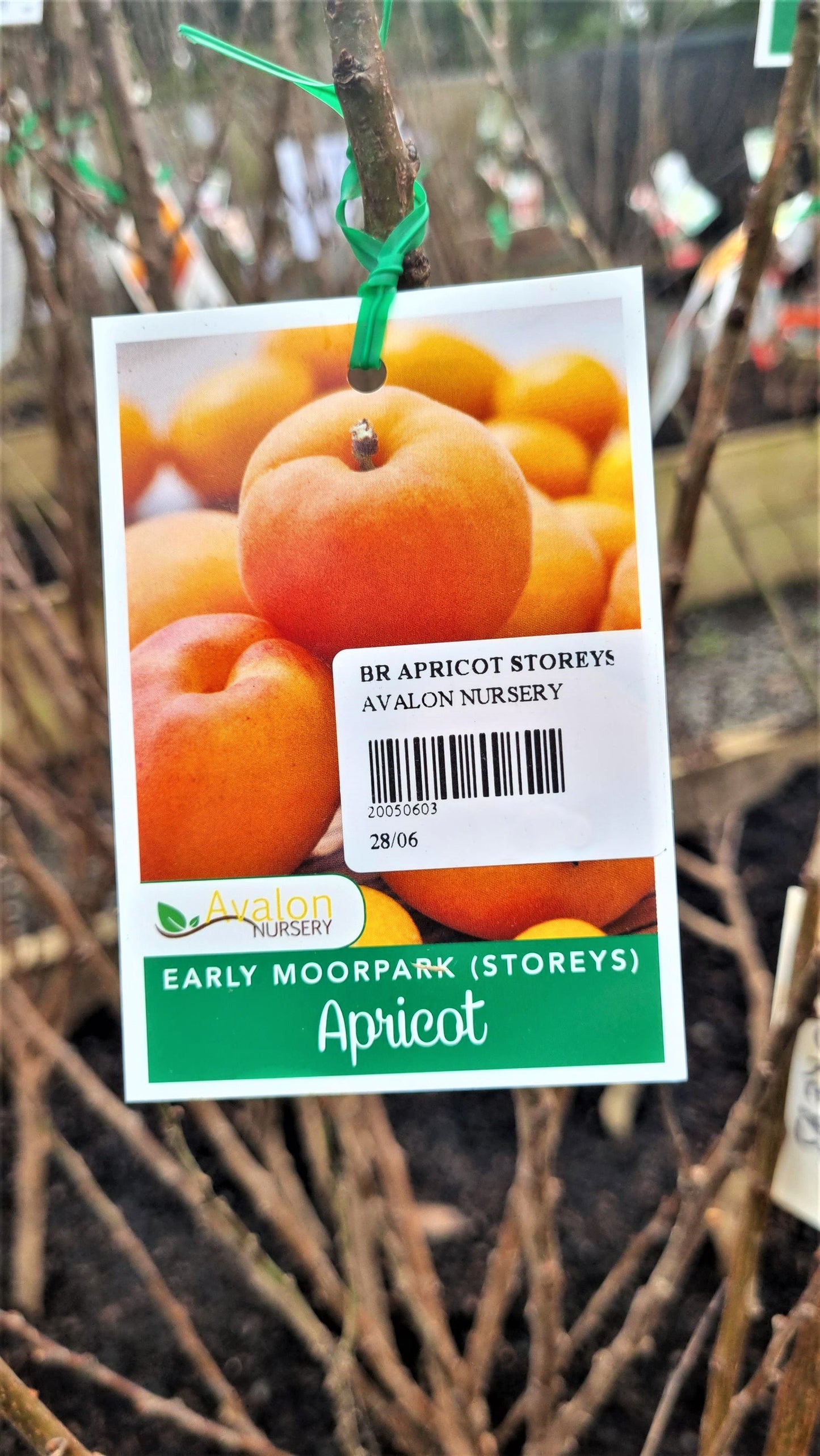 APRICOT STOREYS EARLY MOORPARK BR
