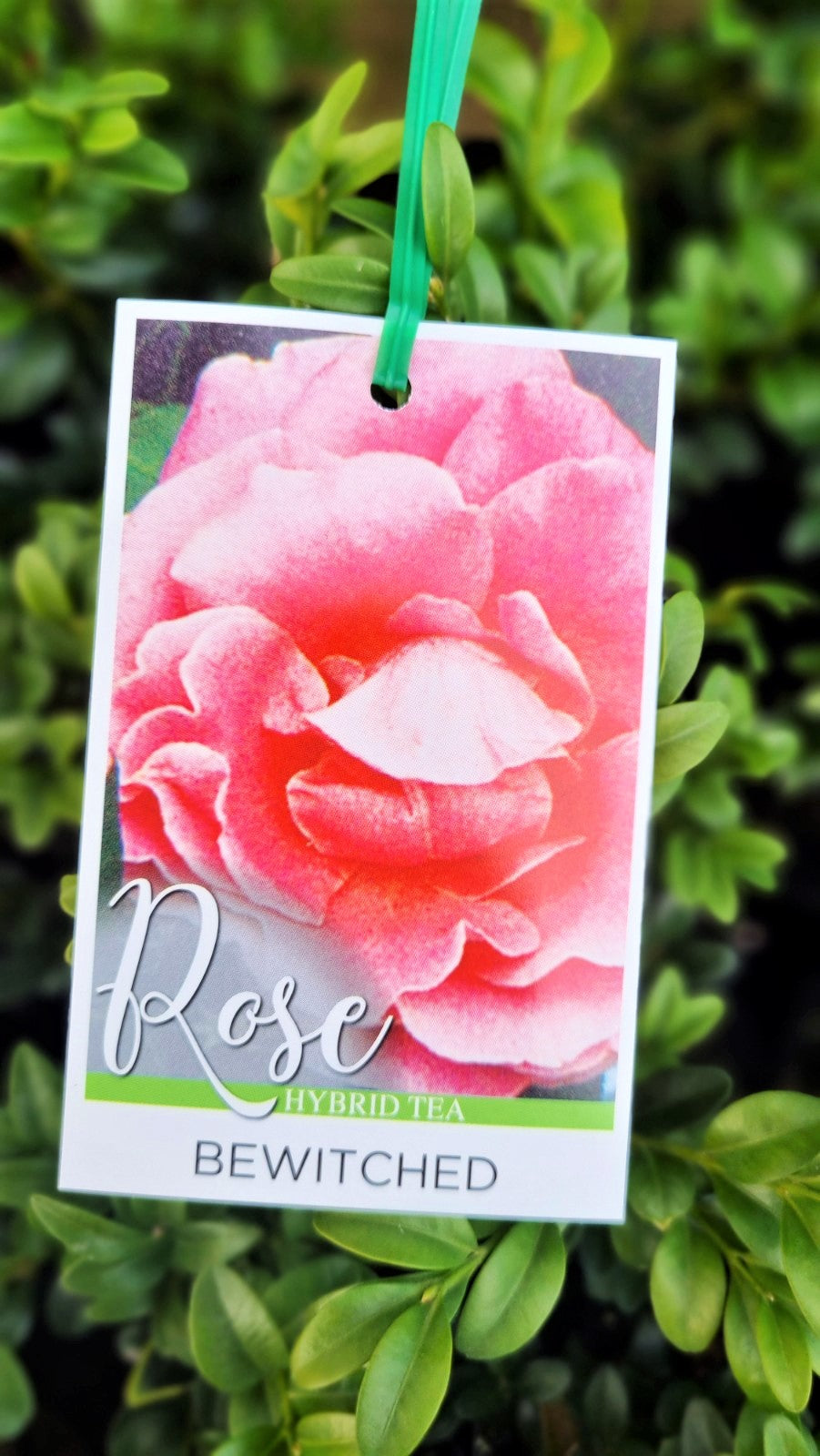 BR BUSH BEWITCHED HYBRID TEA