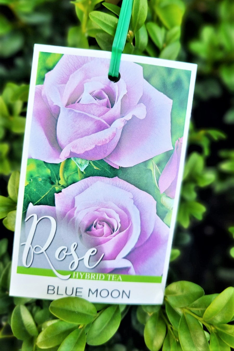 BR BLUE MOON BUSH ROSE