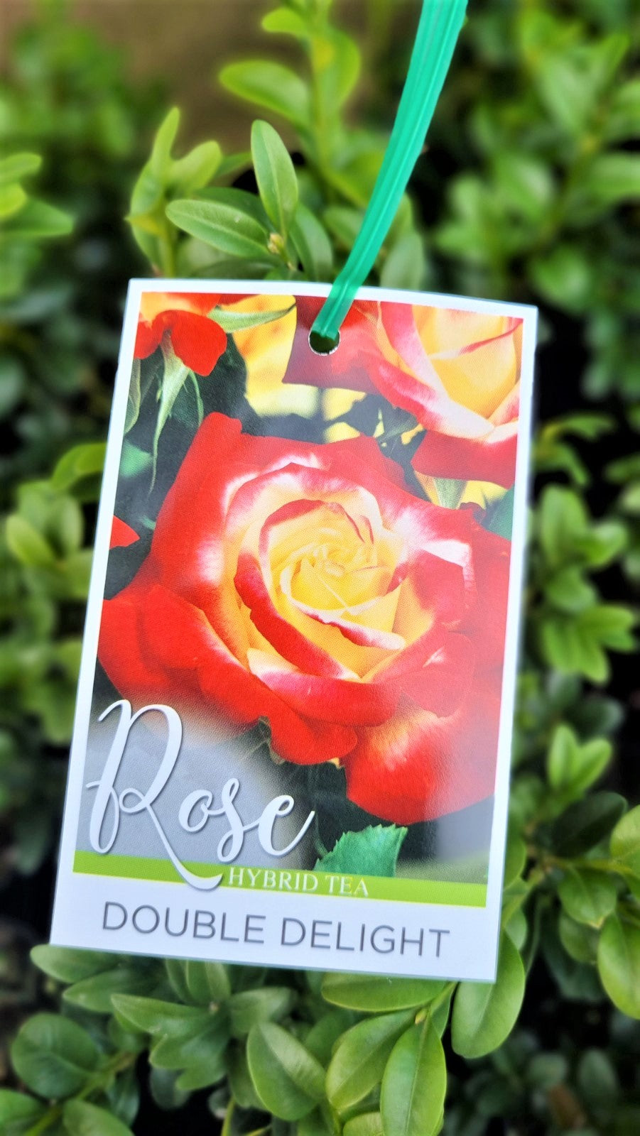 BR BUSH DOUBLE DELIGHT HYBRID TEA