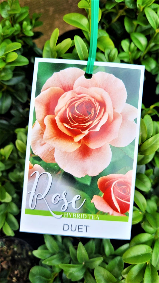 BR BUSH DUET HYBRID TEA