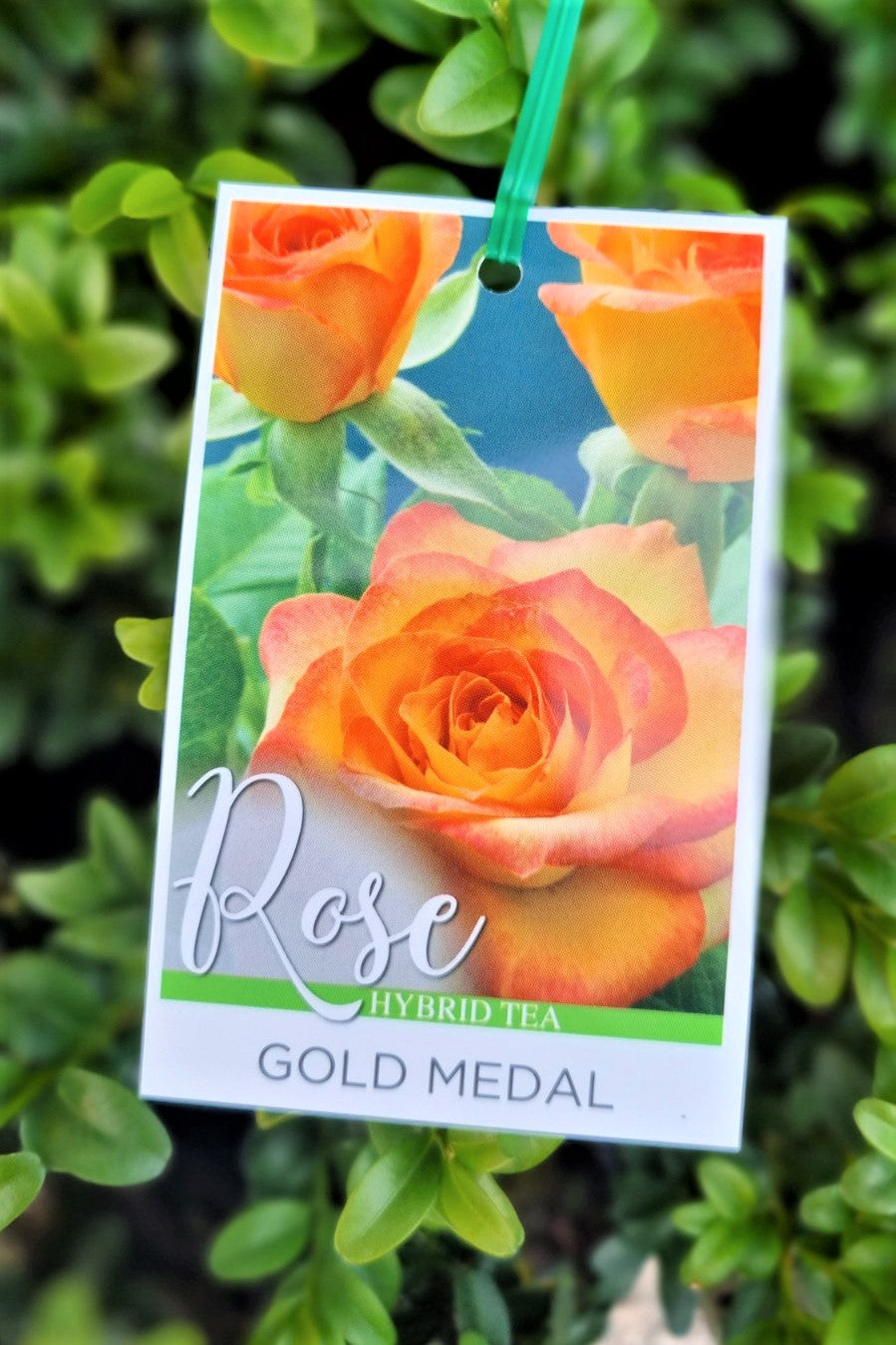 BR BUSH GOLD MEDAL HYBRID TEA