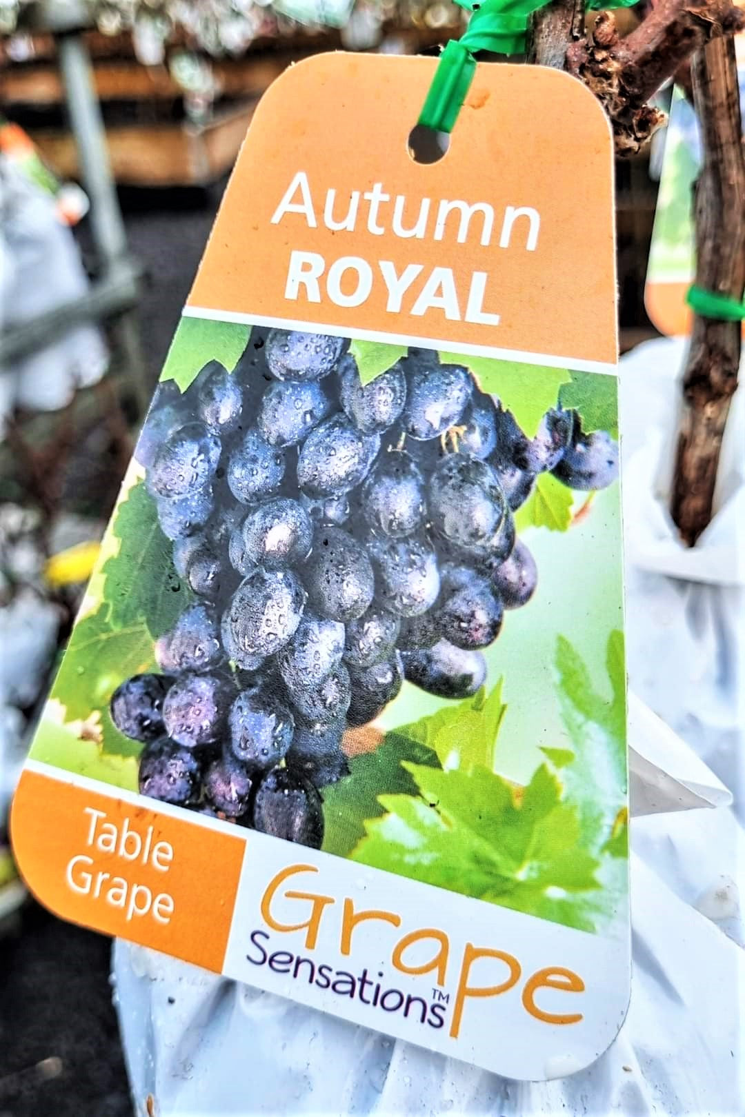 BR GRAPE AUTUMN ROYAL