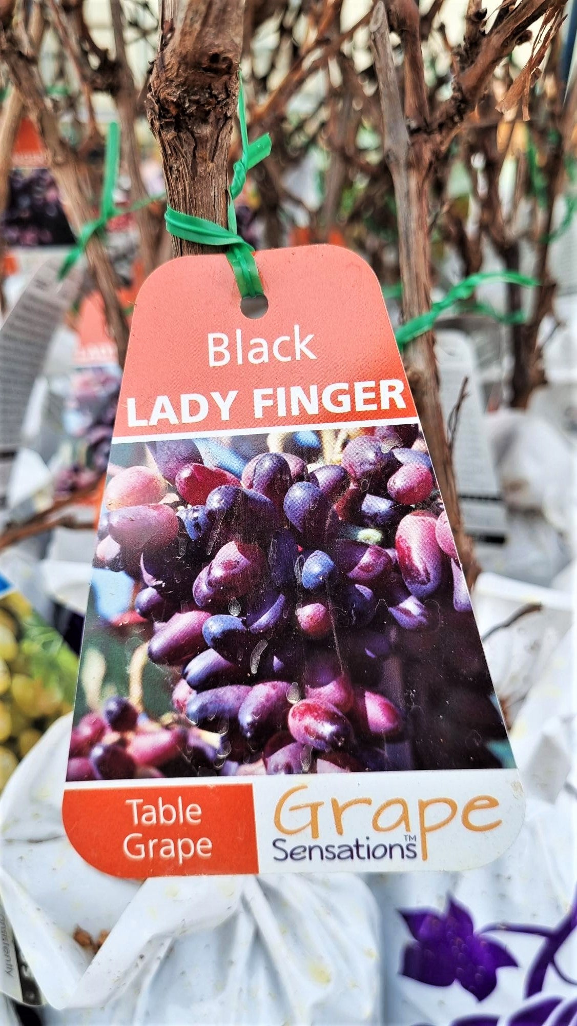 BR GRAPE BLACK LADY FINGER