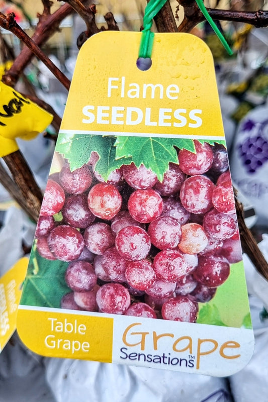 BR GRAPE FLAME SEEDLESS