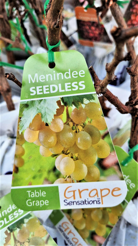 BR GRAPE MENINDEE SEEDLESS