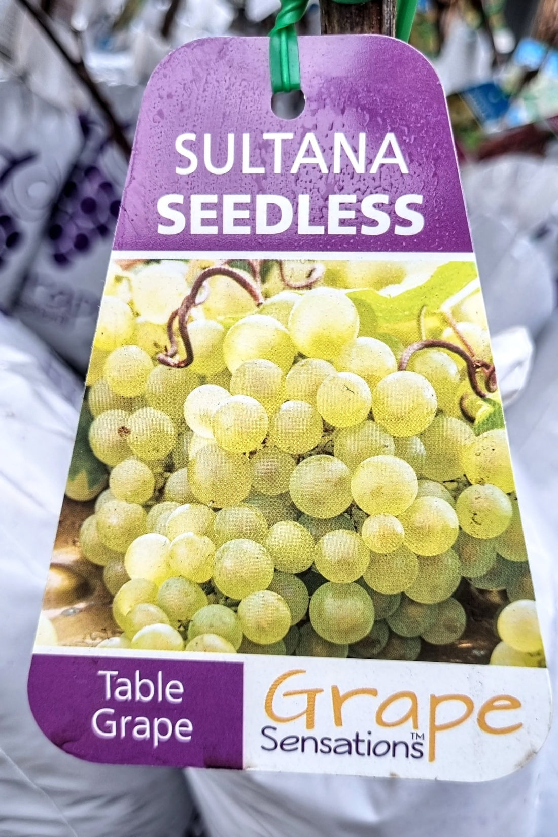 BR GRAPE SULTANA SEEDLESS Avalon Nursery