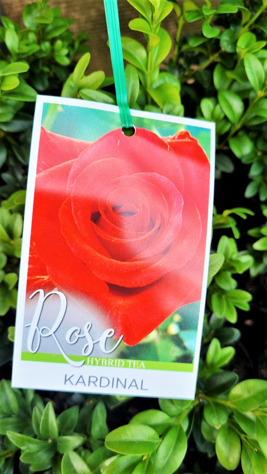 BR 3FT STANDARD ROSE KARDINAL HYBRID TEA