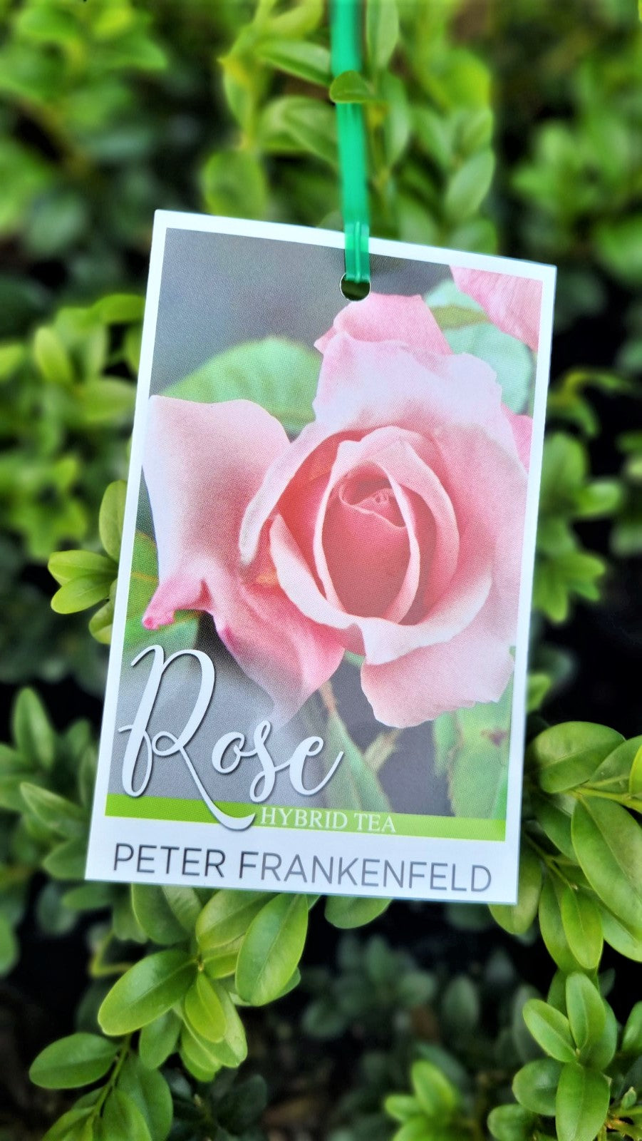 BR BUSH PETER FRANKENFELD HYBRID TEA