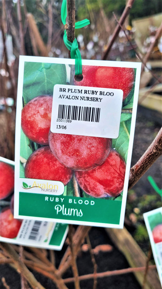$34 BARE ROOT FRUIT TREE BUNDLE – Avalon Nursery