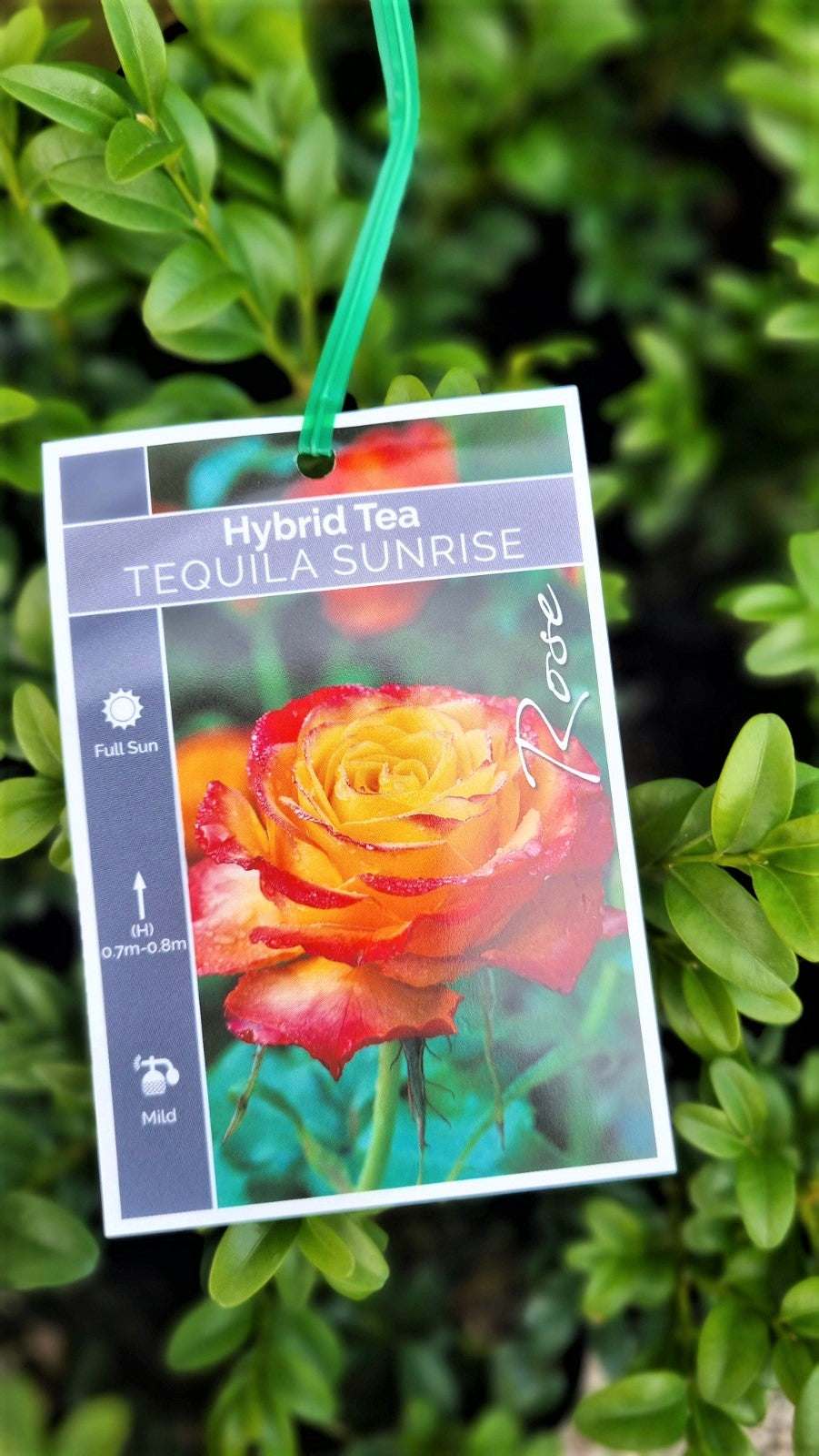 BR BUSH TEQUILA SUNRISE HYBRID TEA