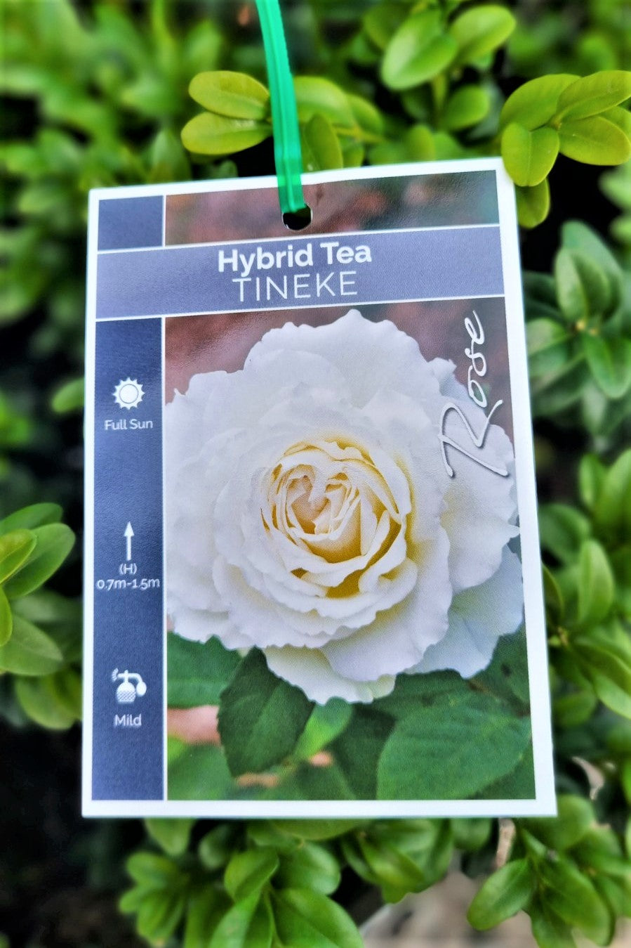 BR BUSH TINEKE HYBRID TEA