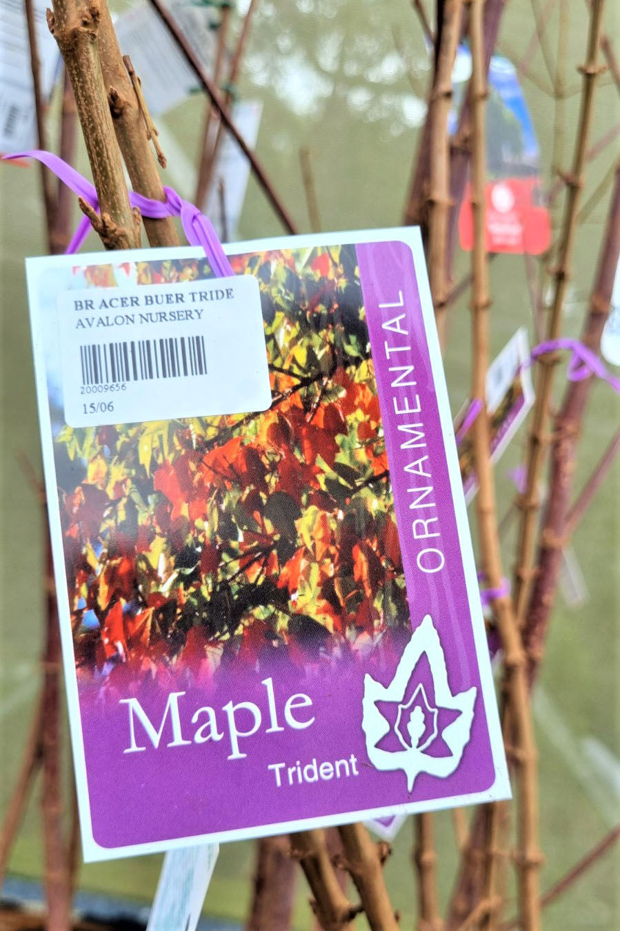 MAPLE ACER BUERGRIANUM TRIDENT BR