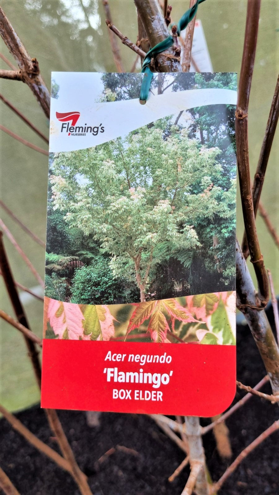 MAPLE ACER NEGUNDO FLAMINGO ADVANCED BR