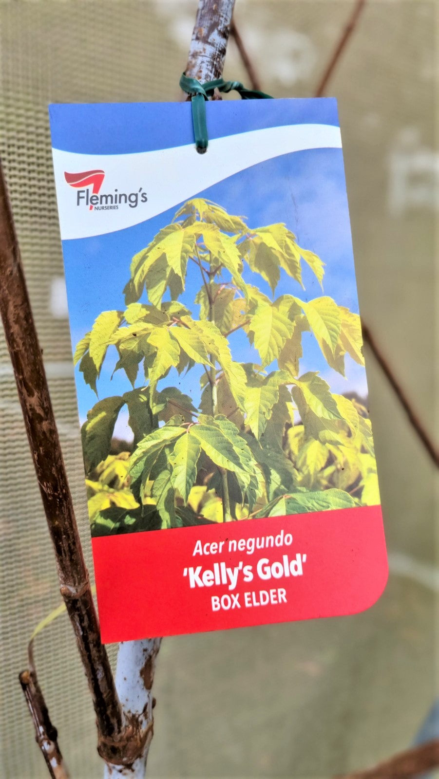 MAPLE ACER NEGUNDO KELLYS GOLD ADVANCED BR