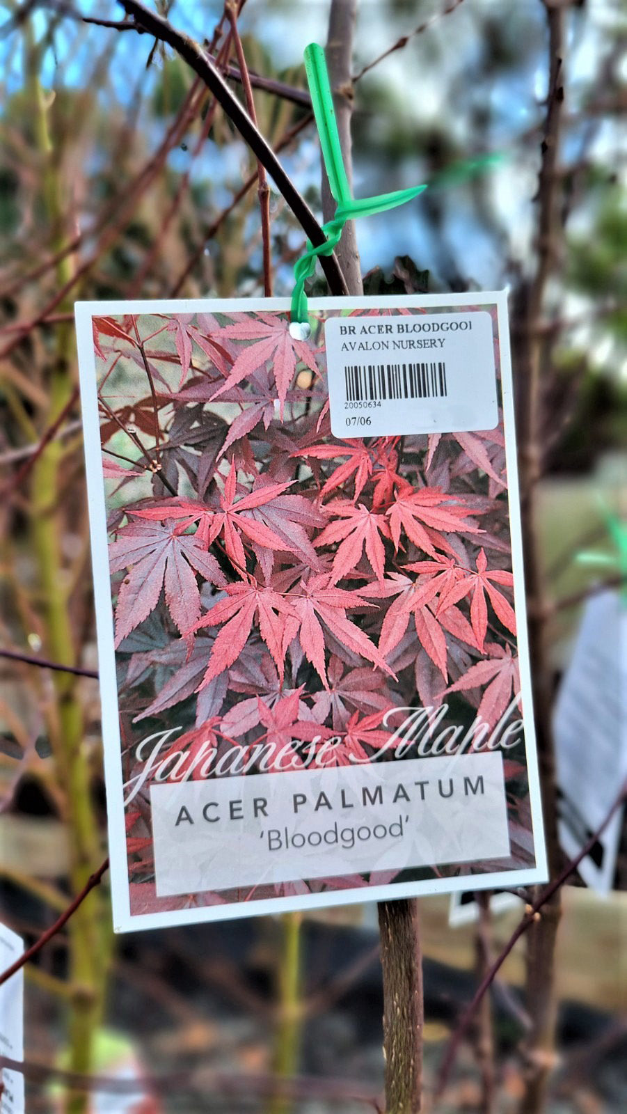 ACER PALMATUM BLOODGOOD BR