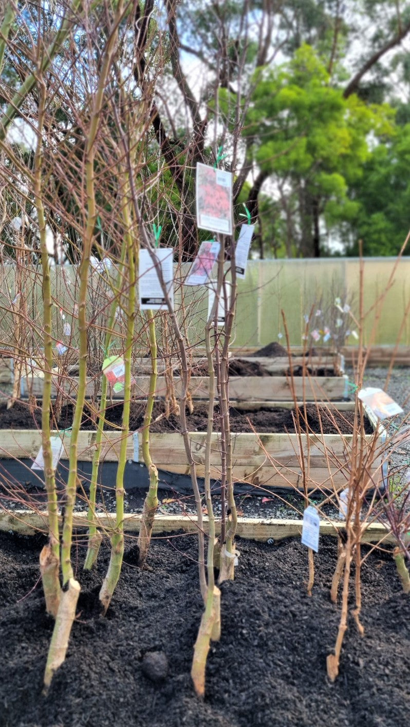 ACER PALMATUM BLOODGOOD BR