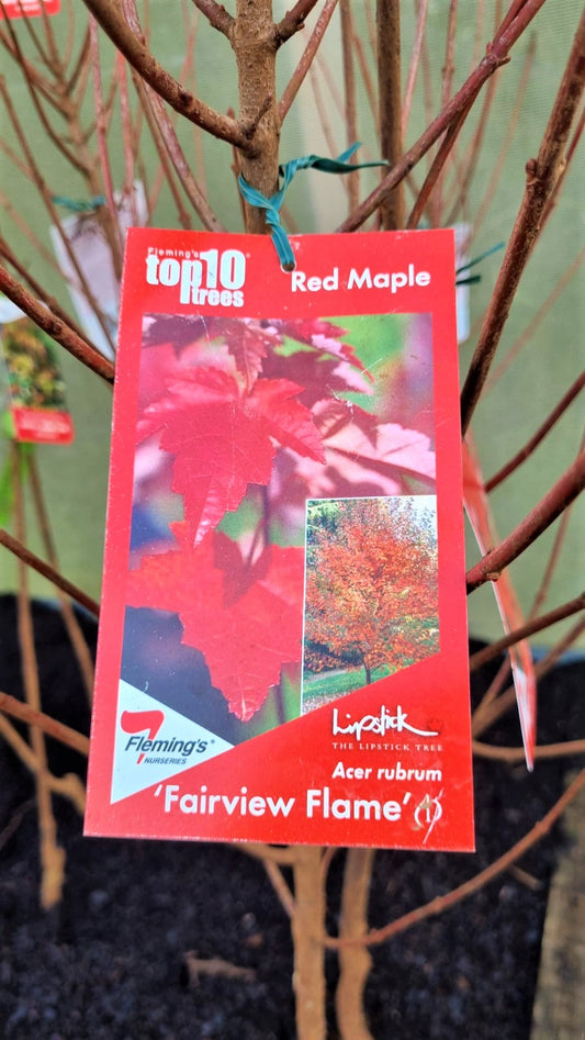 MAPLE ACER RUBRUM FAIRVIEW FLAME BR