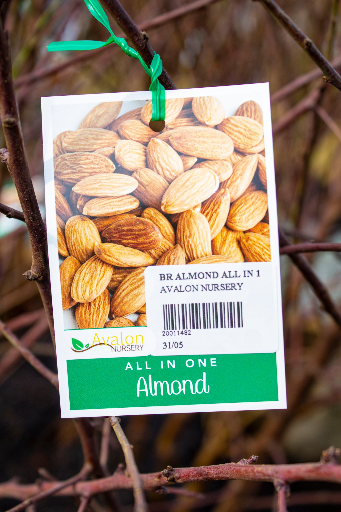 ALMOND ALL IN ONE BR