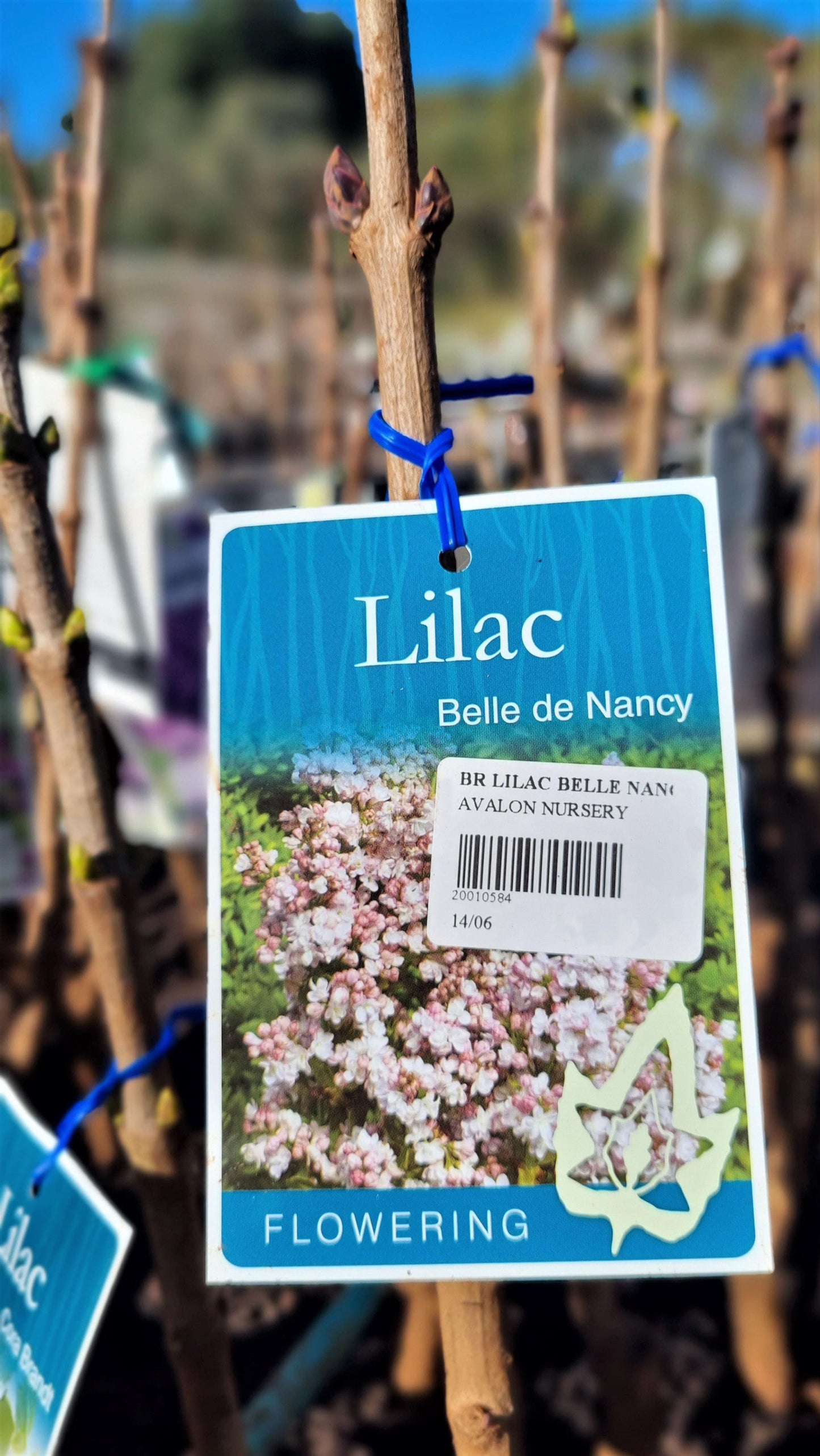 LILAC SYRINGA BELLE DE NANCY BR