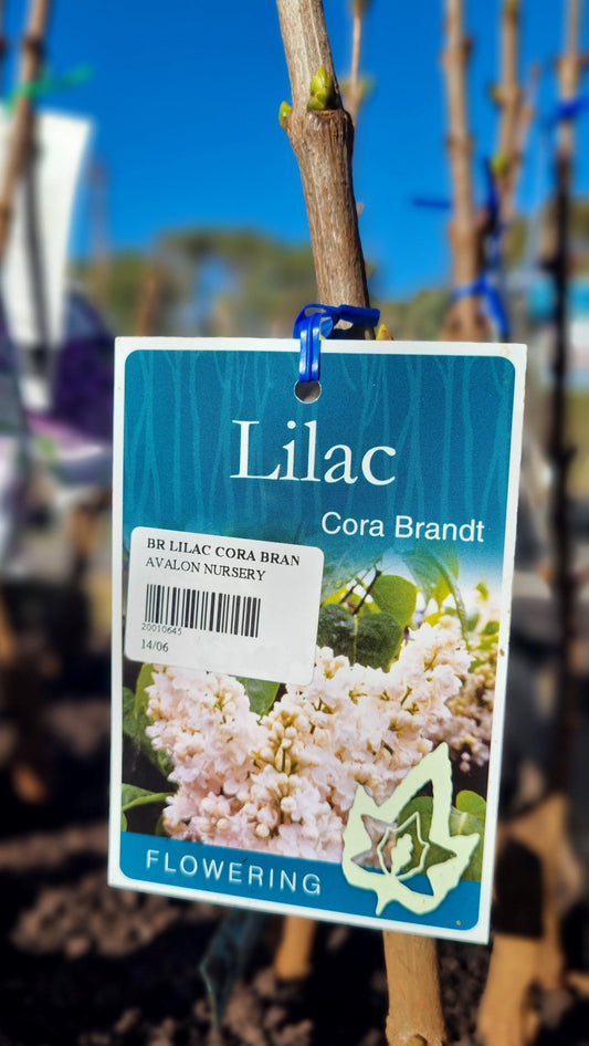 LILAC SYRINGA CORA BRANDT BR
