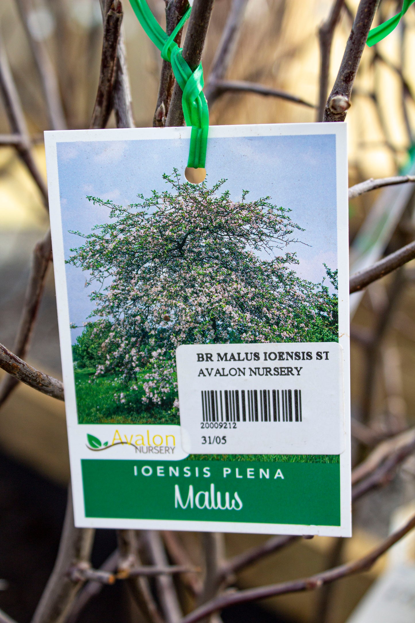 MALUS IOENSIS PLENA CRAB APPLE BR