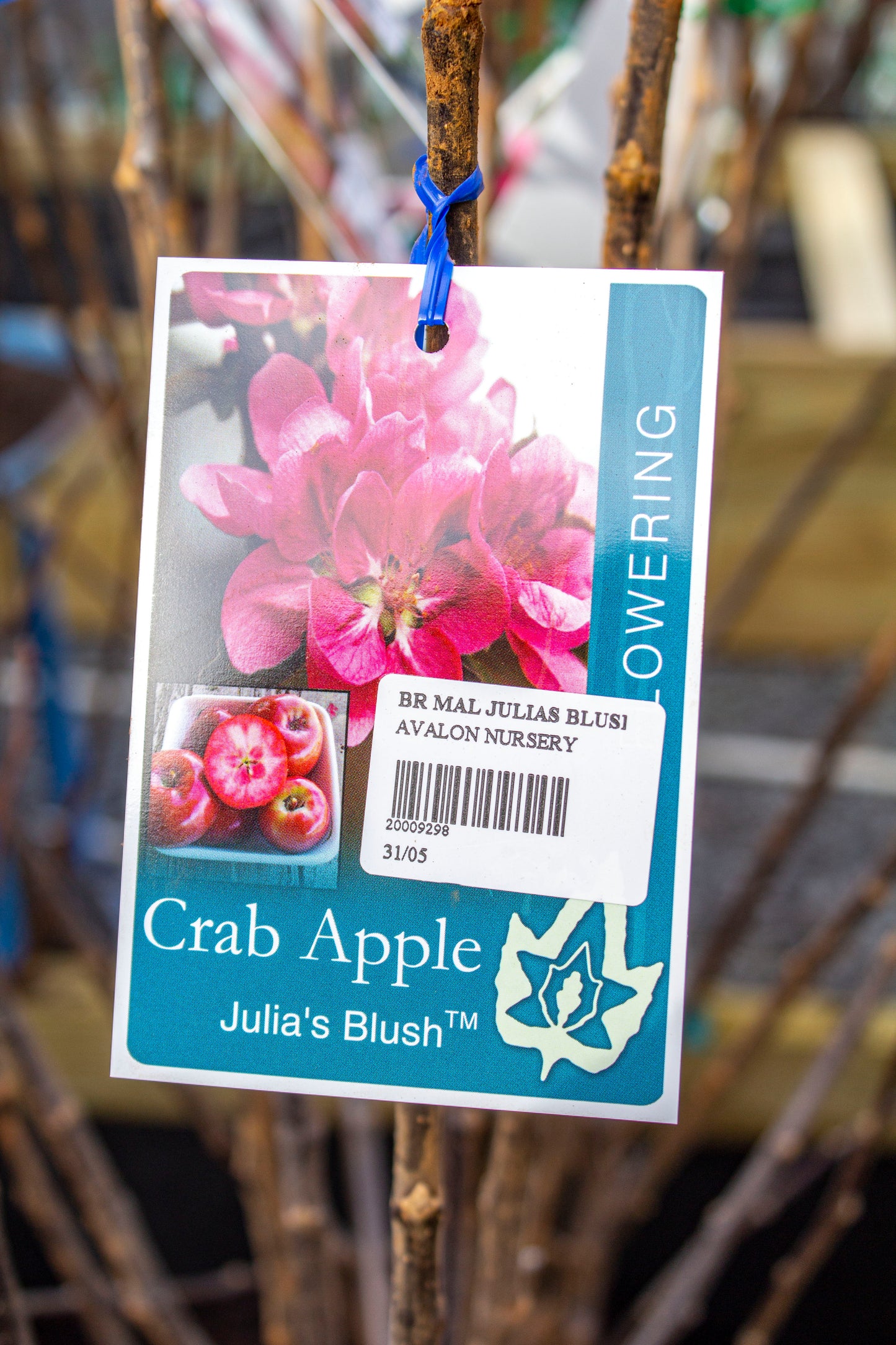 MALUS JULIAS BLUSH CRAB APPLE BR