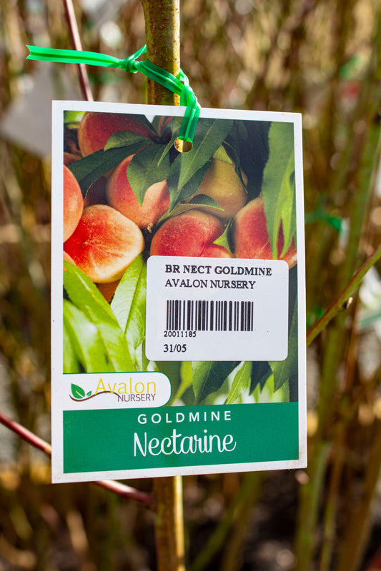 NECTARINE GOLDMINE BR