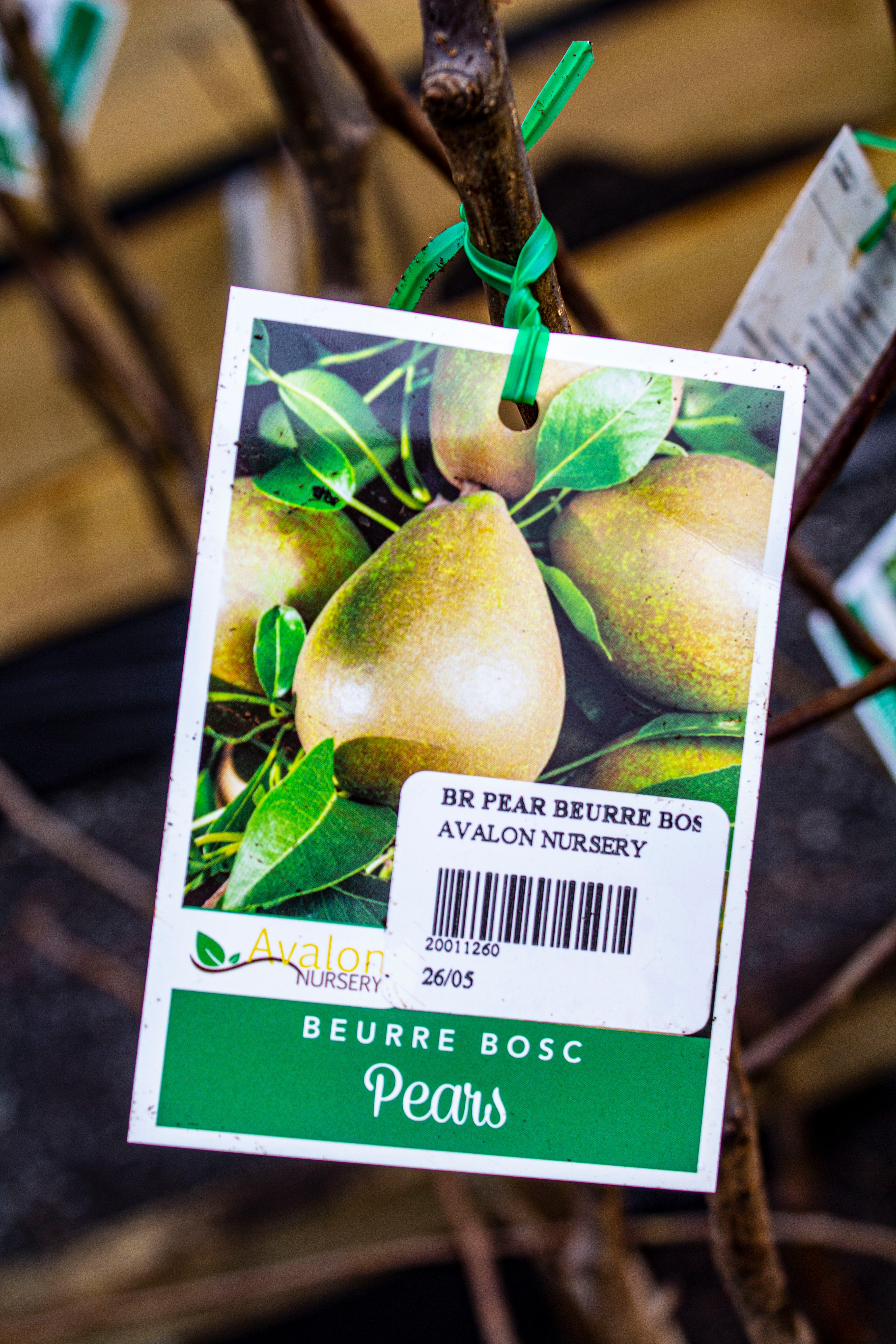 PEAR BEURRE BOSC BR – Avalon Nursery