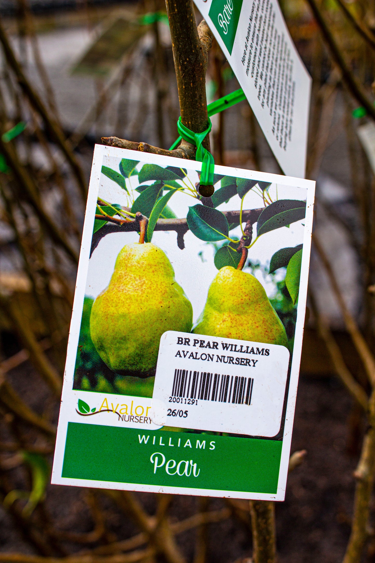 PEAR DUCHESS WILLIAMS BR