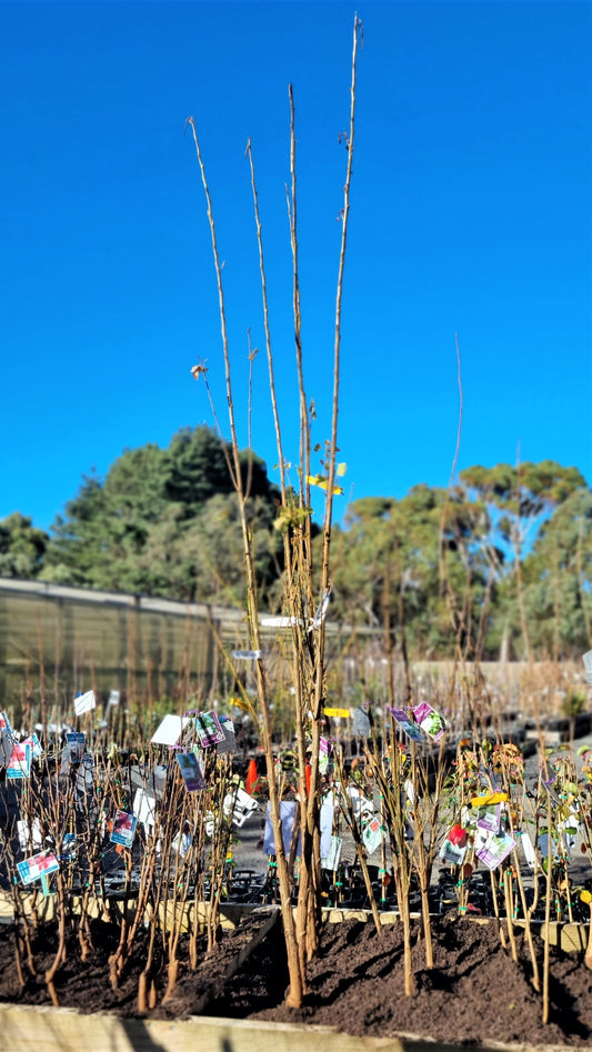 POPULUS WA EVERGREEN BR