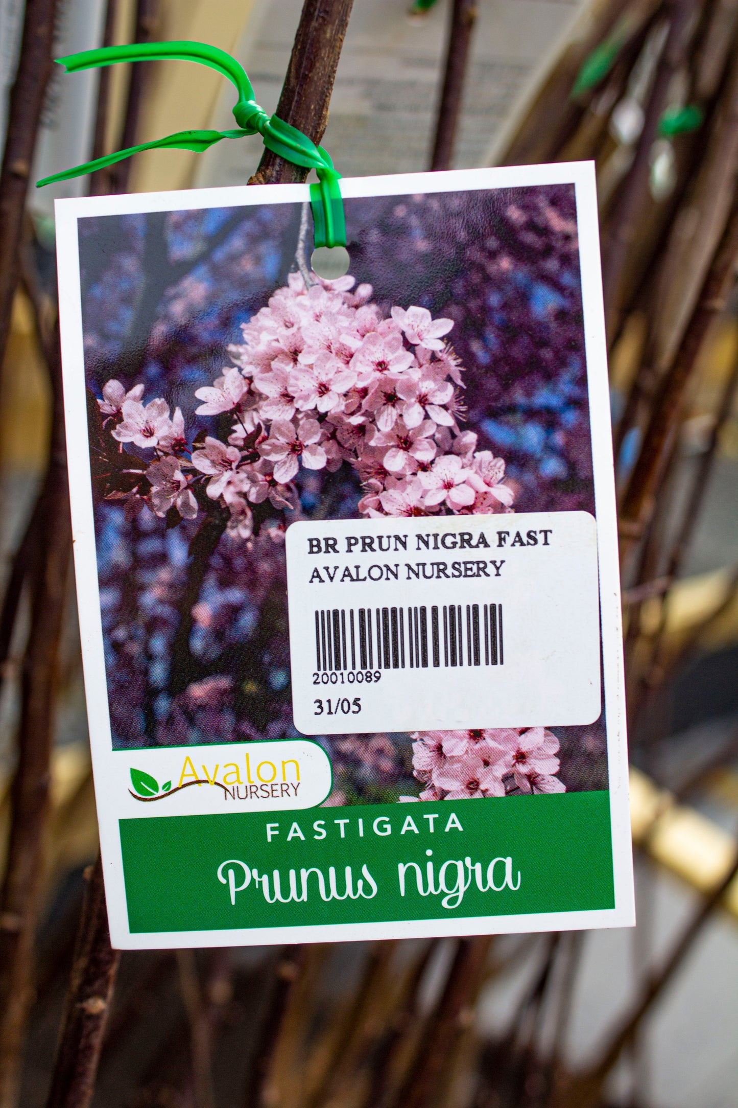 FLOWERING PLUM PRUNUS NIGRA FASTIGATA BR