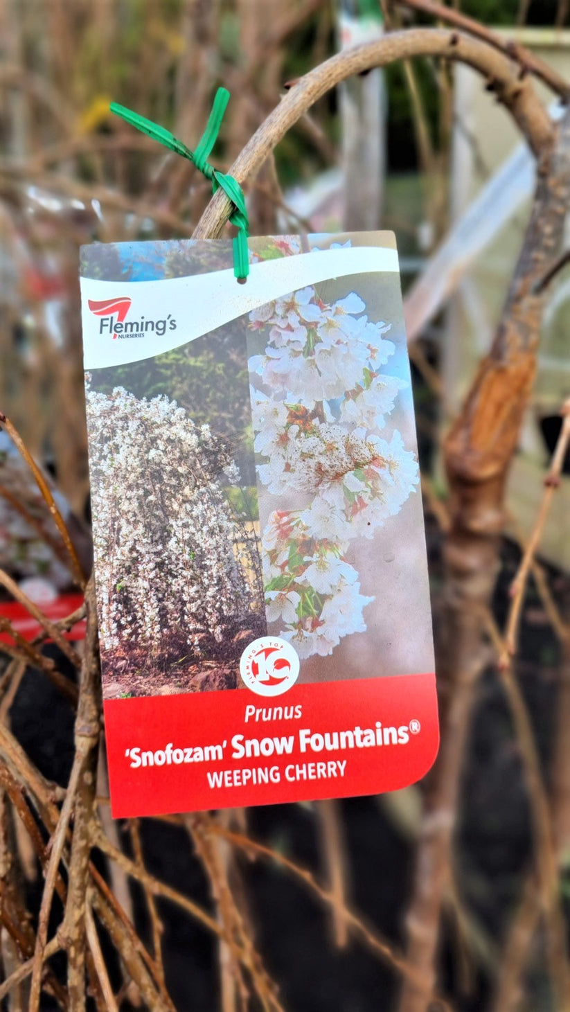 WEEPING CHERRY SHORT SNOW FOUNTAINS BR Avalon Nursery