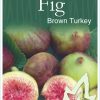 FIG BROWN TURKEY BR