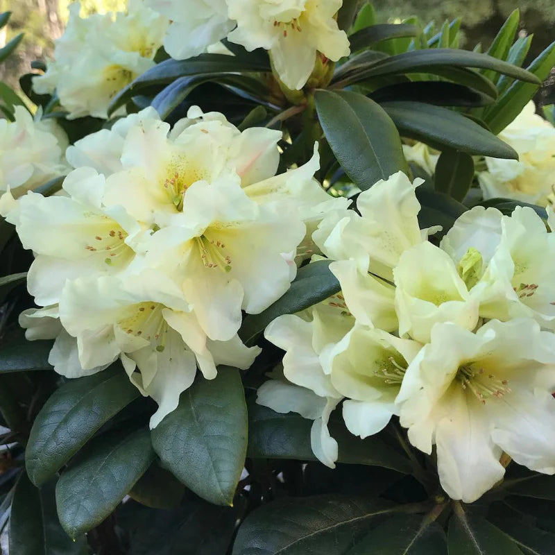 RHODODENDRON BANANA FLIP 200MM