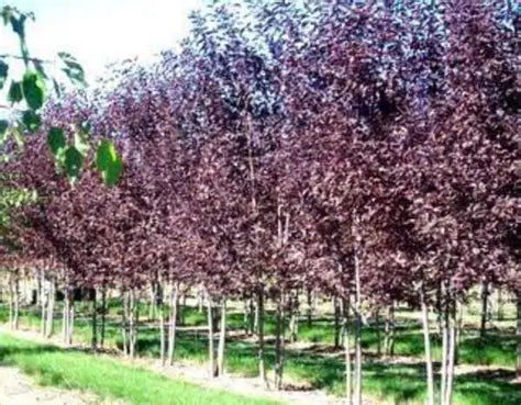 BETULA PURPUREA PURPLE LEAF BIRCH 400M