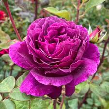 BR BIG PURPLE BUSH ROSE