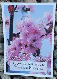 FLOWERING PLUM PRUNUS X BLIREANA POTTED 300MM