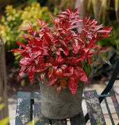 NANDINA DOMESTICA BLUSH140MM