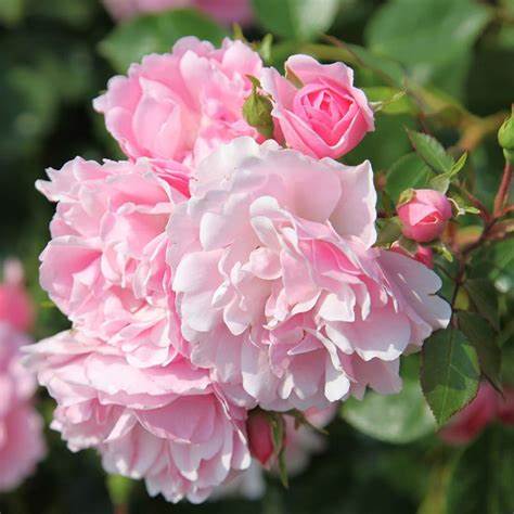 BR BONICA BUSH ROSE