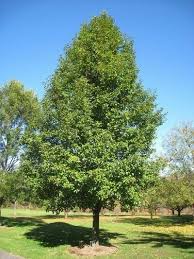 ORNAMENTAL PEAR PYRUS BRADFORD BR