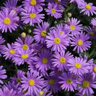 BRACHYSCOME BRASCO VIOLET 140MM